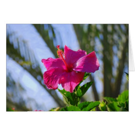 Hot-Roze Hibiscus-kaart
