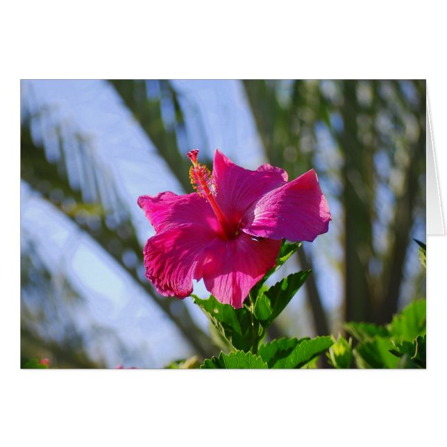 Hot-Roze Hibiscus-kaart (Voorkant Horizontaal)