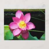 Hot-roze Lotus Flower Briefkaart (Voorkant)