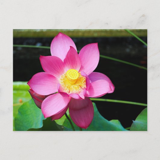 Hot-roze Lotus Flower Briefkaart (Voorkant)