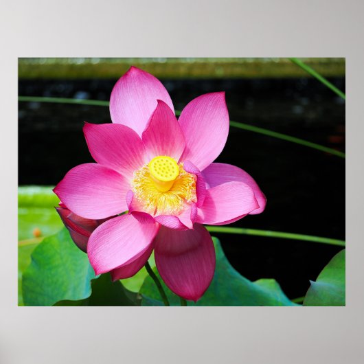 Hot-roze Lotus Flower Poster (Voorkant)