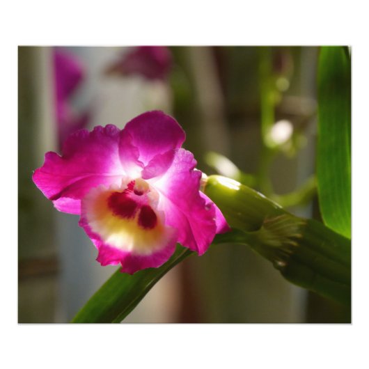 Hot-roze orchidee afdrukken foto afdruk (Voorkant)