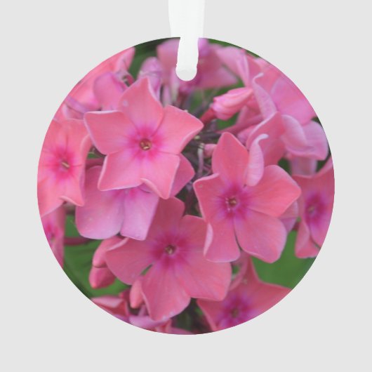 Hot-Roze Phlox Flowers Ornament (achterkant)