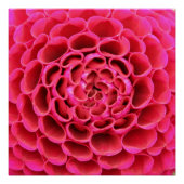 Hot-roze Poster bij close-up (Voorkant)