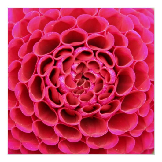 Hot-roze Poster bij close-up (Voorkant)