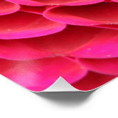 Hot-roze Poster bij close-up (Hoek)