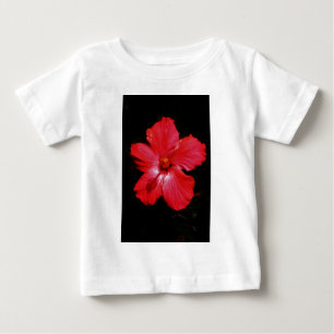 Hot-roze rode hibiscus-bloem op zwart