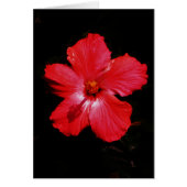 Hot-roze rode hibiscus-bloem op zwart (Voorkant)