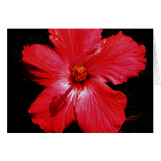 Hot-roze rode hibiscus-bloem op zwart (Voorkant Horizontaal)