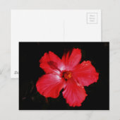 Hot-roze rode hibiscus-bloem op zwart briefkaart (Voorkant / Achterkant)