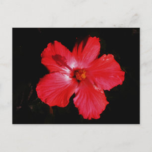 Hot-roze rode hibiscus-bloem op zwart briefkaart