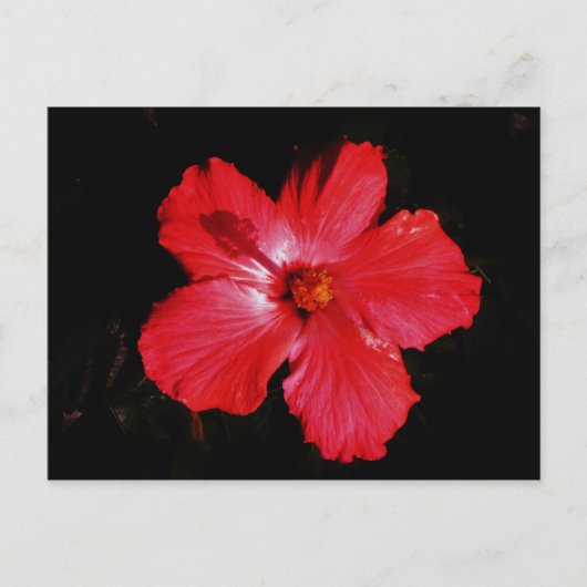 Hot-roze rode hibiscus-bloem op zwart briefkaart (Voorkant)