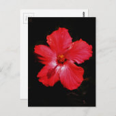 Hot-roze rode hibiscus-bloem op zwart briefkaart (Voorkant / Achterkant)