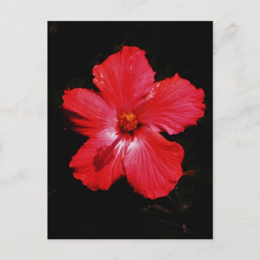 Hot-roze rode hibiscus-bloem op zwart briefkaart (Voorkant)