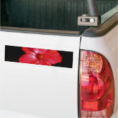 Hot-roze rode hibiscus-bloem op zwart bumpersticker (Op Truck)