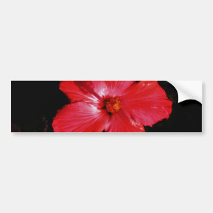 Hot-roze rode hibiscus-bloem op zwart bumpersticker
