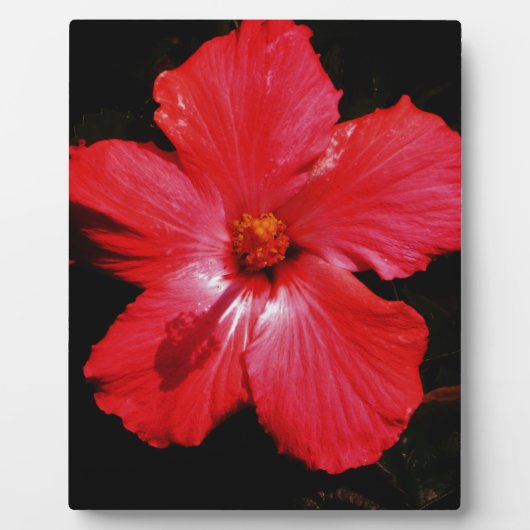Hot-roze rode hibiscus-bloem op zwart fotoplaat (Voorkant)