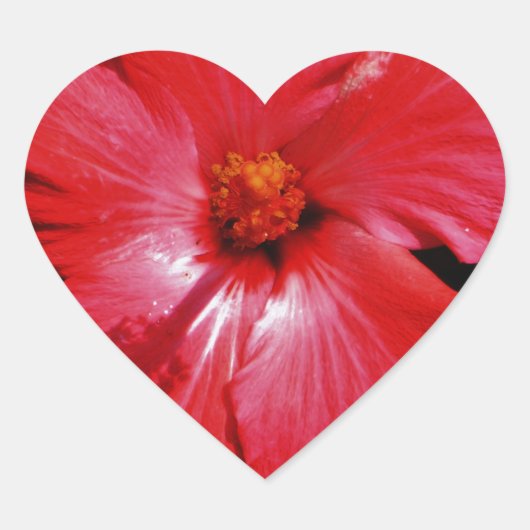 Hot-roze rode hibiscus-bloem op zwart hart sticker (Voorkant)
