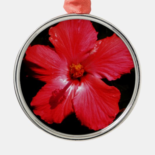 Hot-roze rode hibiscus-bloem op zwart metalen ornament (Voorkant)