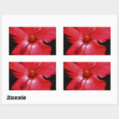 Hot-roze rode hibiscus-bloem op zwart rechthoekige sticker (Vel)