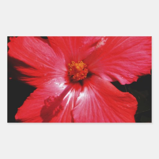 Hot-roze rode hibiscus-bloem op zwart rechthoekige sticker (Voorkant)