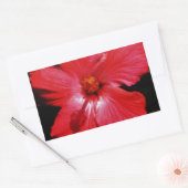 Hot-roze rode hibiscus-bloem op zwart rechthoekige sticker (Envelop)