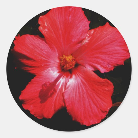 Hot-roze rode hibiscus-bloem op zwart ronde sticker (Voorkant)