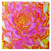 Hot-roze, rood en geel sedum rosette tegeltje (Voorkant)
