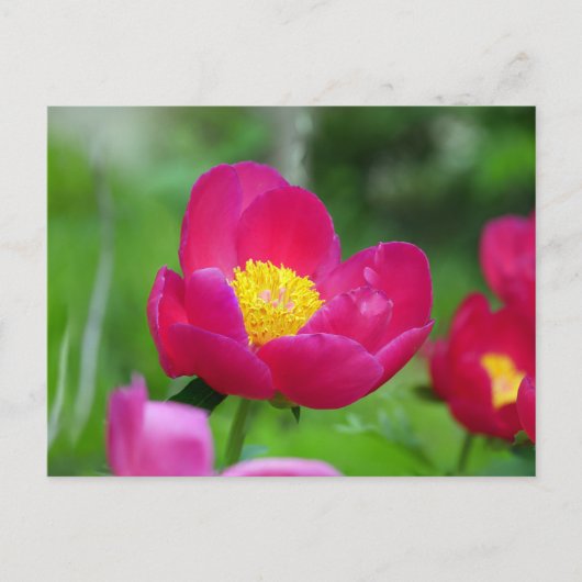 Hot-roze Roos Feestdagenkaart (Voorkant)