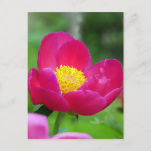 Hot-roze Roos Feestdagenkaart