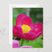 Hot-roze Roos Feestdagenkaart (Voorkant / Achterkant)