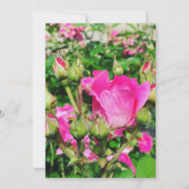 Hot-roze Roos Fotokalligrafie Kaart (Achterkant)