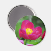 Hot-roze Roos Magneet (Voorkant / Achterkant)