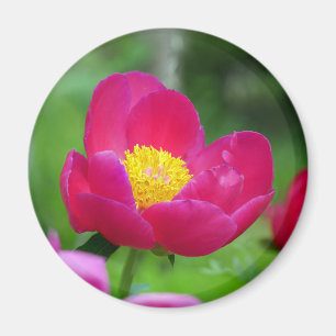 Hot-roze Roos Magneet