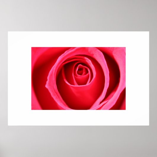 Hot-roze Roos Poster (Voorkant)