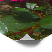 Hot-roze Roos Poster (Hoek)