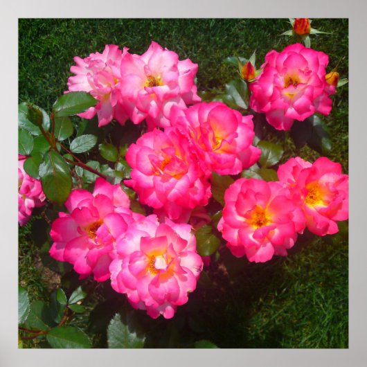 Hot-roze Roos Poster (Voorkant)