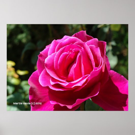 Hot-roze Roos Poster (Voorkant)