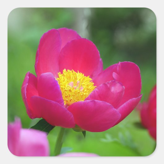 Hot-roze Roos Vierkante Sticker (Voorkant)