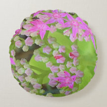 Hot-roze Succulent Sedum met Fleshy Green Leaves