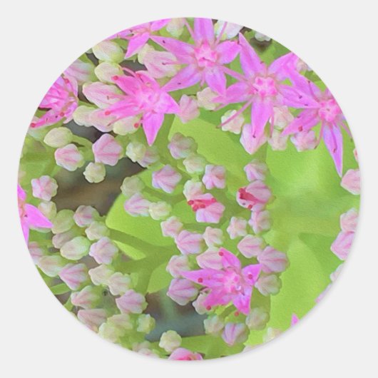 Hot-roze Succulent Sedum met Fleshy Green Leaves Ronde Sticker (Voorkant)