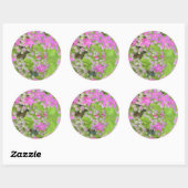 Hot-roze Succulent Sedum met Fleshy Green Leaves Ronde Sticker (Vel)