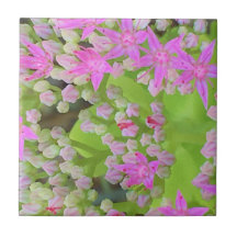 Hot-roze Succulent Sedum met Fleshy Green Leaves