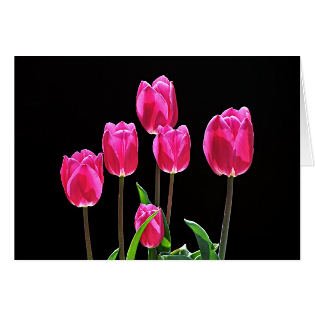 Hot-roze tulpen (Voorkant Horizontaal)