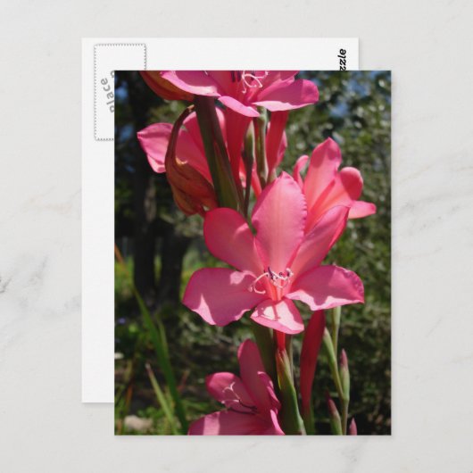 Hot-roze ventilator Briefkaart (Voorkant / Achterkant)