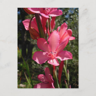 Hot-roze ventilator Briefkaart
