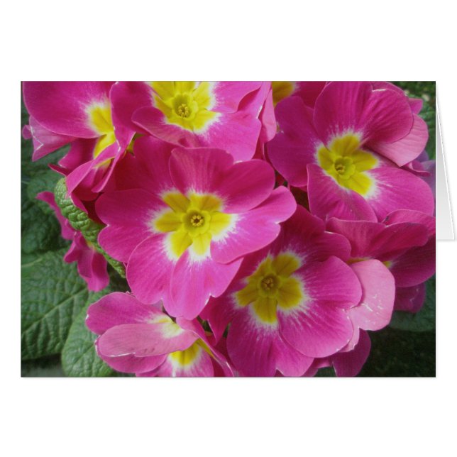 Hot-roze ventilatorkaart (Voorkant Horizontaal)