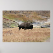 Hot Spring Bison Poster (Voorkant)