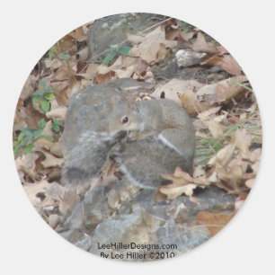 Hot Springs Mountain, AR Eekhoorn Camouflage Cadea Ronde Sticker