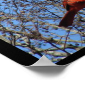 Hot Springs Mountain, AR - Promenade - Kardinaal Poster (Hoek)